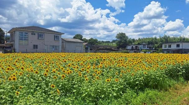 ひまわり畑 ひまわり畑の写真
