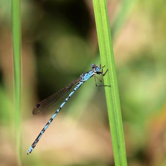 Narrow-spotted dragonfly, JPG Narrow-spotted dragonfly, JPG