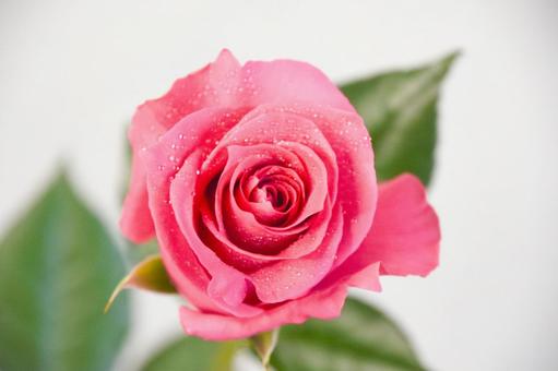 ピンクのばら ピンクのばら 水滴,花,ばらの写真素材