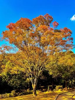 紅葉 紅葉の写真