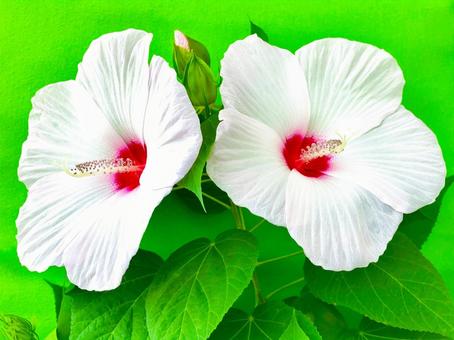 真夏の花 アメリカフヨウ 真夏の花 アメリカフヨウの写真