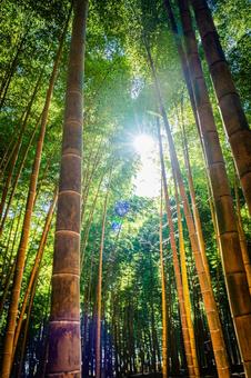栃木県　竹林 栃木,栃木県,宇都宮市の写真素材