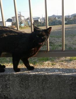 威嚇している黒猫 威嚇している黒猫 猫,黒,威嚇の写真素材