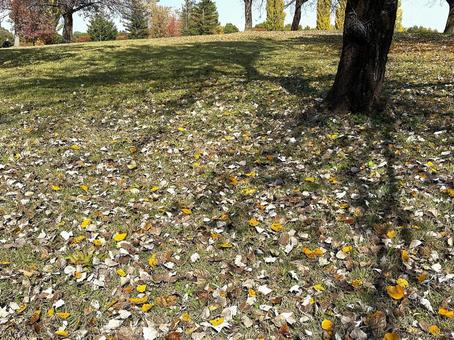 秋のイメージ　落ち葉 落ち葉,秋,晩秋の写真素材