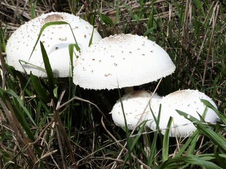 草むらに生える大きなキノコ 草むらに生える大きなキノコの写真