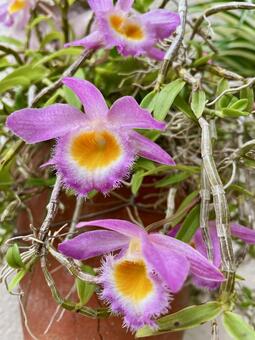 デンドロビウム・ロディゲシィ ラン,蘭,石斛の写真素材