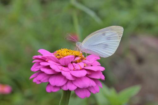 ピンクの花に止まっている白い蝶 ピンクの花に止まっている白い蝶の写真