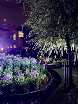 夜の堀切菖蒲園 ライトアップされる花菖蒲 夜の堀切菖蒲園 ライトアップされる花菖蒲 堀切菖蒲園,5月,菖蒲の写真素材