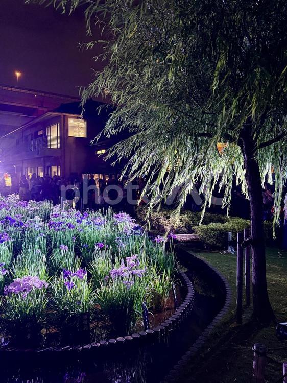 夜の堀切菖蒲園　ライトアップされる花菖蒲 堀切菖蒲園,5月,菖蒲の写真素材