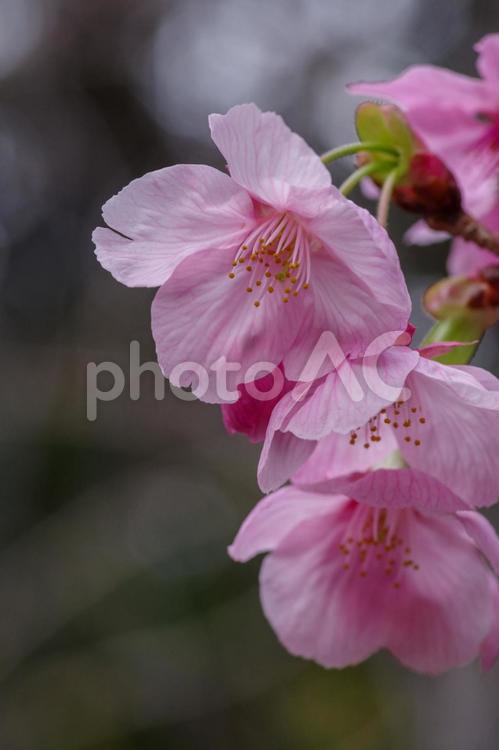 東京赤坂にある氷川神社の桜 境内,氷川神社,自然の写真素材