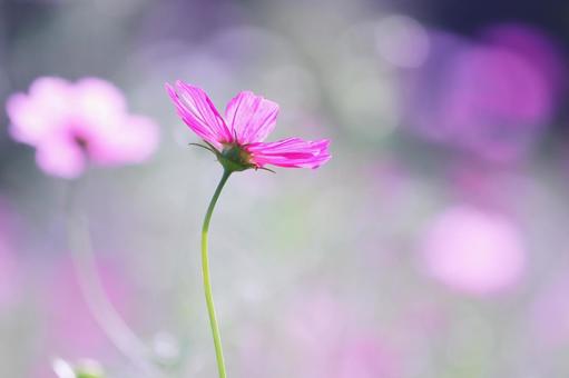 コスモスの花のある風景 コスモスの花のある風景の写真