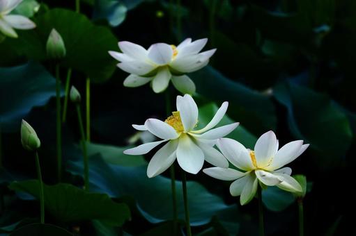 神聖な花 神聖な花 ハス,花,ハス科の植物の写真素材