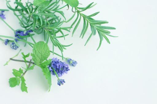 フレッシュハーブ ハーブ,ラベンダー,ローズマリーの写真素材