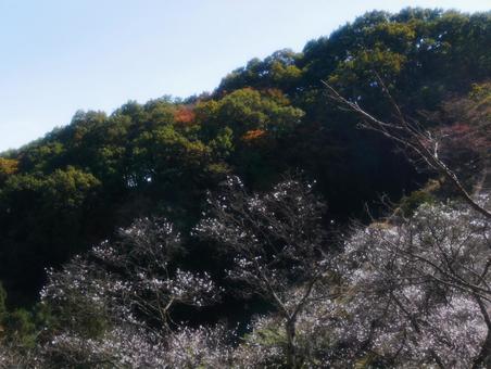 桜山公園の冬桜の写真