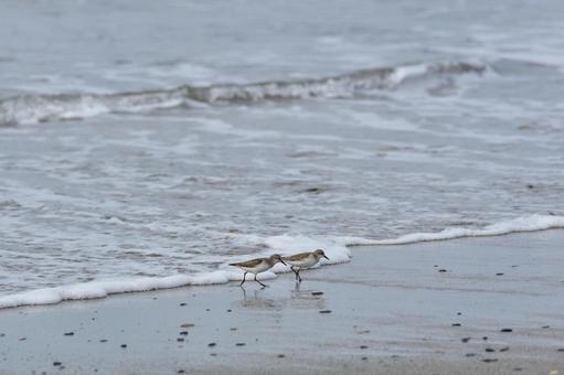 トウネン トウネン トウネン,野鳥,渡り鳥の写真素材