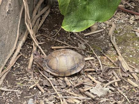 亀 亀,動物,動物園の写真素材