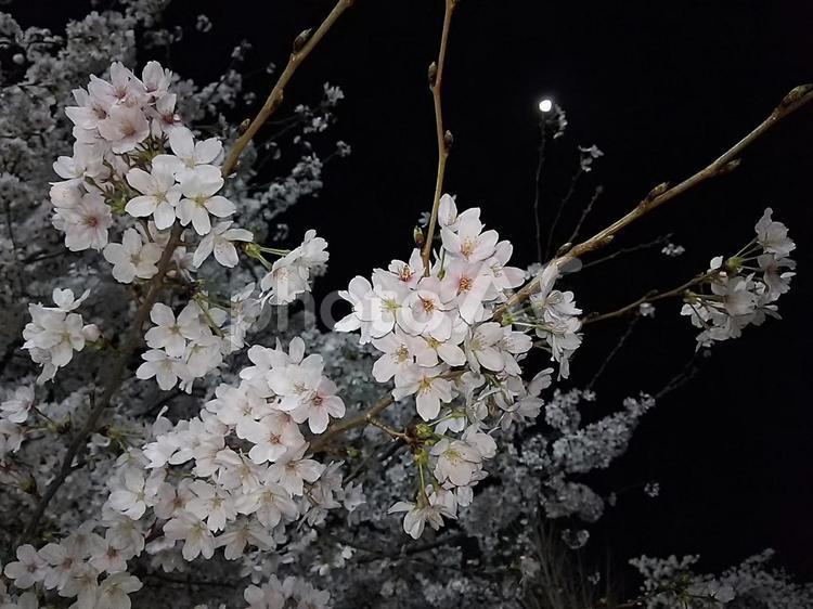 夜桜 桜,夜桜,月の写真素材