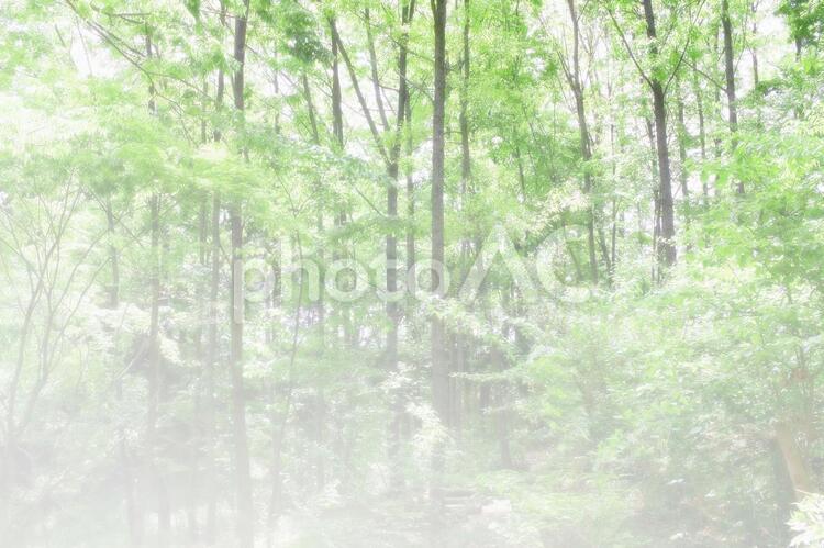 柔らかい光に包まれた森 背景,日差し,自然の写真素材