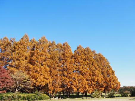 水元公園の紅葉・メタセコイアの森・葛飾区 秋,水元公園,紅葉の写真素材