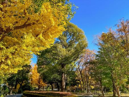 秋まっさかりの色とりどりに色づいた木々 秋まっさかりの色とりどりに色づいた木々 紅葉,黄色,鮮やかの写真素材