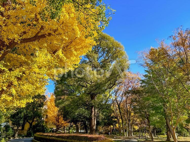 秋まっさかりの色とりどりに色づいた木々 紅葉,黄色,鮮やかの写真素材