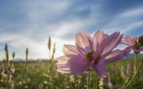 朝日に輝くコスモスの花びら 朝日に輝くコスモスの花びらの写真
