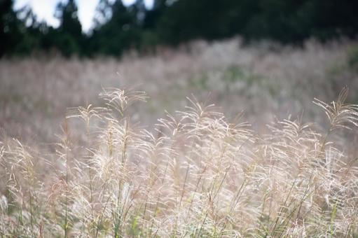 A field full of silver grass, JPG