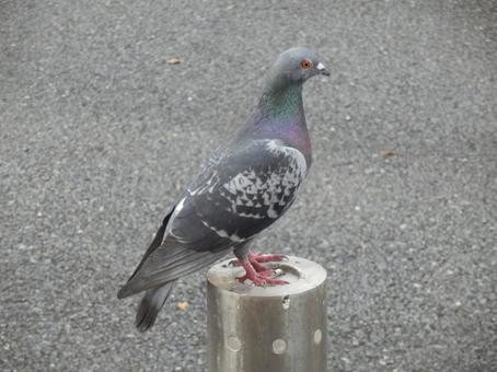 Standing pigeon, JPG Standing pigeon, JPG