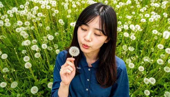 タンポポの綿毛を吹く日本人の女の子 タンポポの綿毛を吹く日本人の女の子の写真