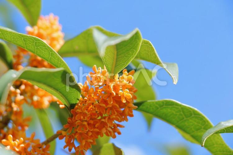 キンモクセイ　秋の花 キンモクセイ,秋,金木犀の写真素材