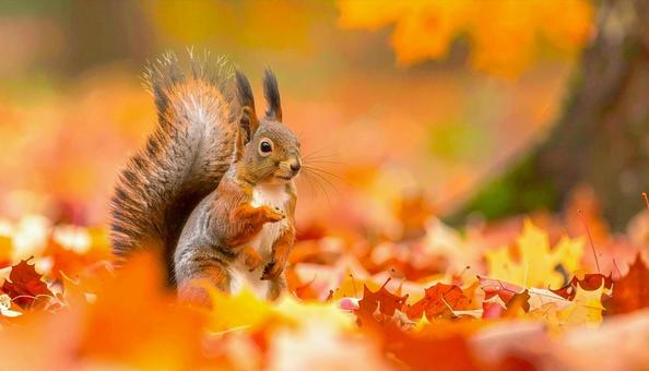 秋の紅葉の中のエゾリス 北海道 秋の紅葉の中のエゾリス 北海道の写真