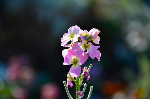 陽だまり 花,植物,道端の写真素材