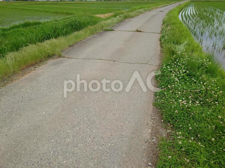 田園の中を通る道路、農道 田園,道路,稲作の写真素材