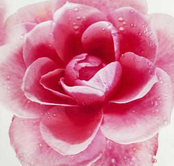 Close-up of a rose flower 2, JPG