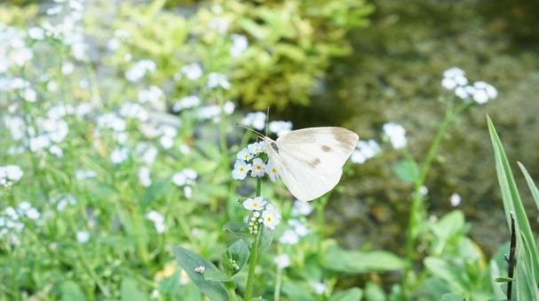 Flowers and cabbage white butterfly, JPG Flowers and cabbage white butterfly, JPG