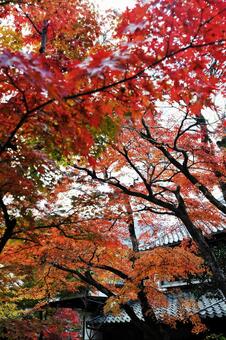 紅葉するもみじ 紅葉,植物,もみじの写真素材