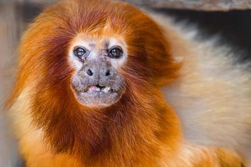 ゴールデンライオンタマリン ゴールデンライオンタマリン,浜松市動物園,はまzooの写真素材