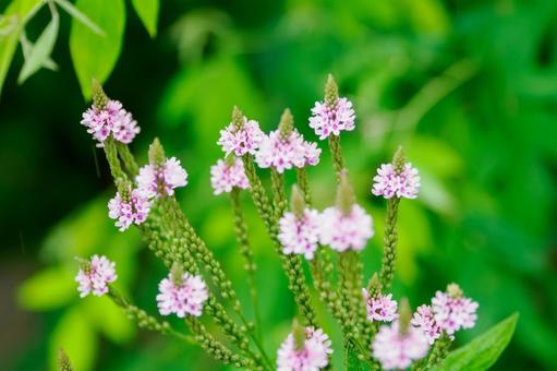 Photo, flower, verbena hustata, blue burbaine, 