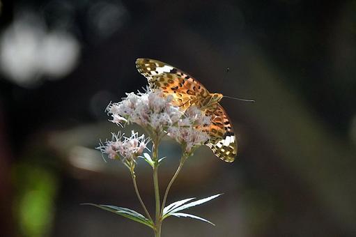 A swallowtail butterfly playing with a Japanese lily, JPG A swallowtail butterfly playing with a Japanese lily, JPG