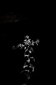 Fleabane (black and white), JPG