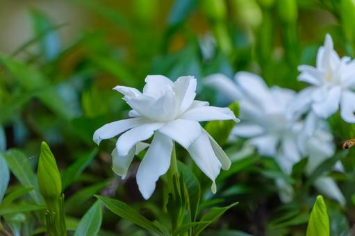 初夏に咲くクチナシの白い花 初夏に咲くクチナシの白い花の写真