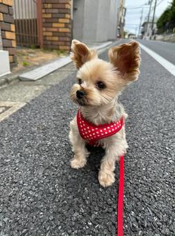 ヨークシャテリア ヨークシャテリア ヨークシャテリア,ヨークシャテリア女の子,子犬の写真素材