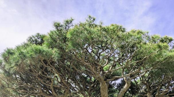 大きな松の木と空の写真