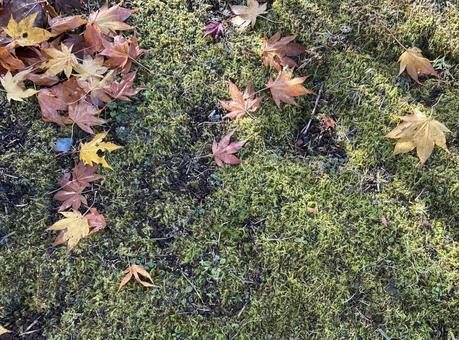 紅葉　雨上がり　雫 紅葉,秋,自然の写真素材