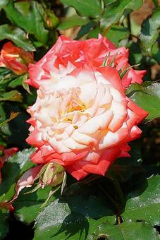 荒牧バラ園557 プリンス・ド・モナコ 荒牧バラ園557 プリンス・ド・モナコの写真