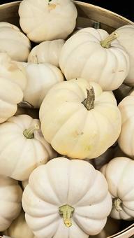 かぼちゃ かぼちゃ かぼちゃ,ハロウィン,収穫祭の写真素材
