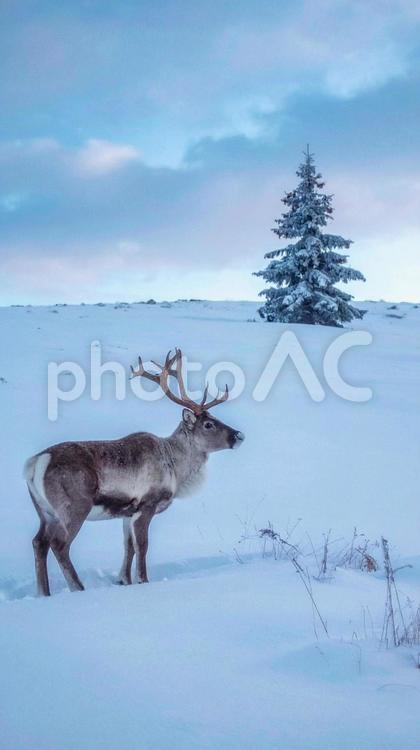 クリスマスのモミの木　トナカイ　一頭 クリスマス,モミの木,トナカイの写真素材