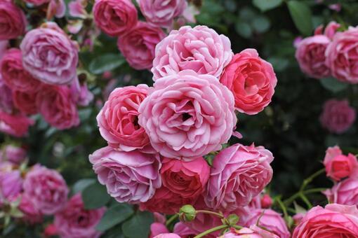 色味の異なるピンクバラが重なる一枚 バラ,ピンク,淡いの写真素材