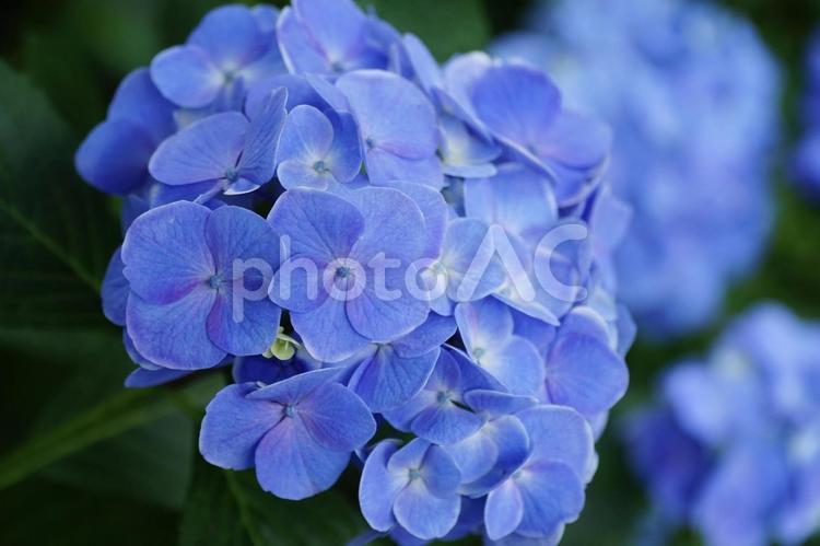 アジサイ 紫陽花,アジサイ,梅雨の写真素材