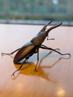 ノコギリ クワガタ,夏,夏休みの写真素材